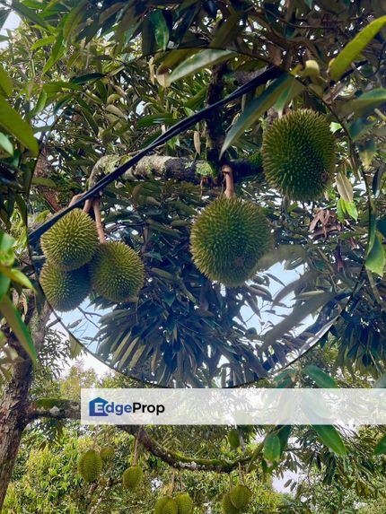 6.2 acre Durians Orchard for sale at Karak , Pahang, Karak