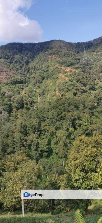 7.12 acres Organic Durian Orchard for sale at Raub, Pahang, Raub