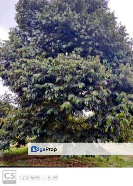 15 acres Durian Orchard for sale at Tras, Raub , Pahang, Raub