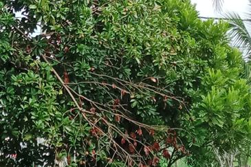 Old Style Single Storey Bungalow for sale in Raub