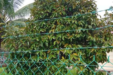 Old Style Single Storey Bungalow for sale in Raub