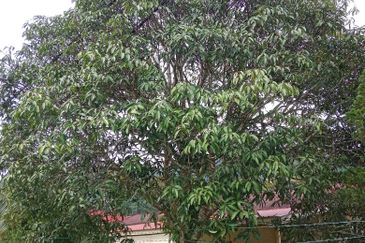 Old Style Single Storey Bungalow for sale in Raub