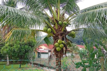 Old Style Single Storey Bungalow for sale in Raub