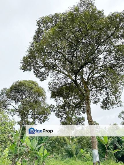 4.75 acre Durian Orchard for sale at Sg Klau, Raub, Pahang, Raub