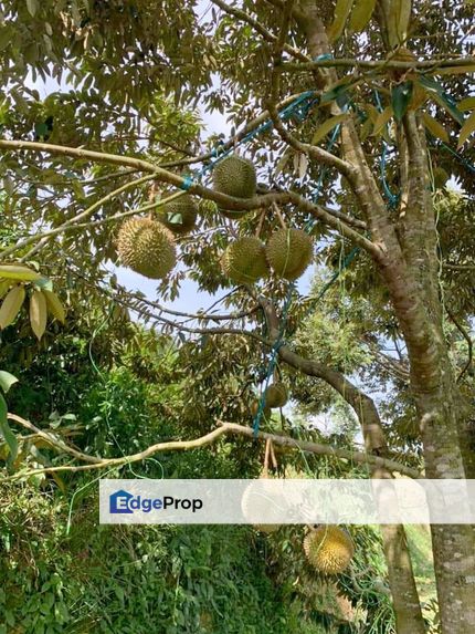 12.44 acre Durians Orchard for sale at Karak , Pahang, Karak