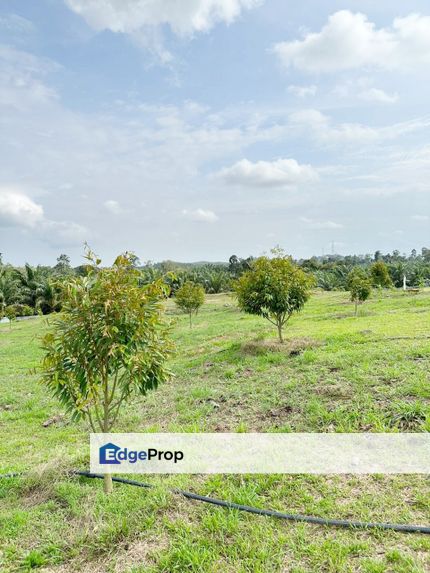 8.76Acres Durian Orchard for sale at Karak, Pahang, Pahang, Karak