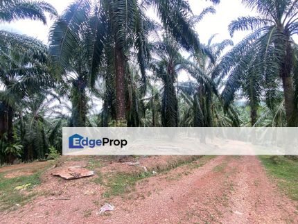 Tanah Untuk Dijual Permaipura Bedong, Kuala Muda, Kedah , Kedah, Kuala Muda