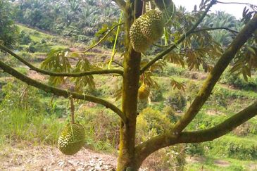 Durian Orchard @ Tanjung Malim Perak