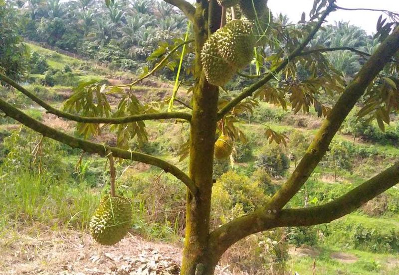 Durian Orchard @ Tanjung Malim Perak