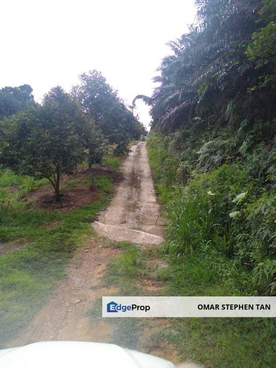 Durian Orchard @ Tanjung Malim Perak, Perak, Tanjung Malim