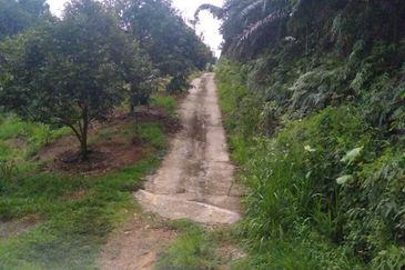 Durian Orchard @ Tanjung Malim Perak