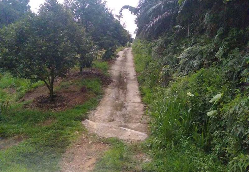 Durian Orchard @ Tanjung Malim Perak
