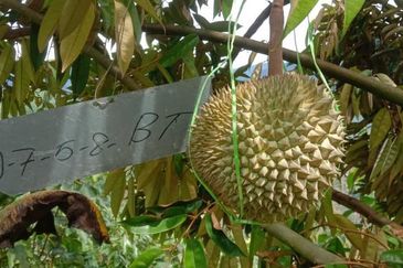 Durian Orchard @ Tanjung Malim Perak