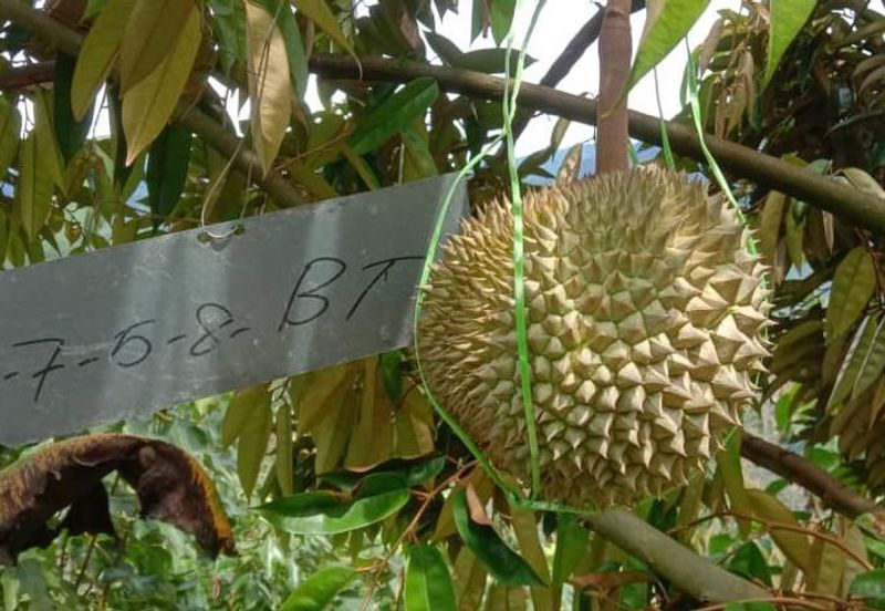 Durian Orchard @ Tanjung Malim Perak