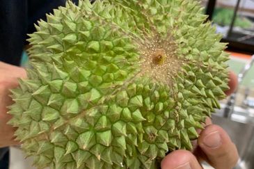 Durian Orchard @ Tanjung Malim Perak
