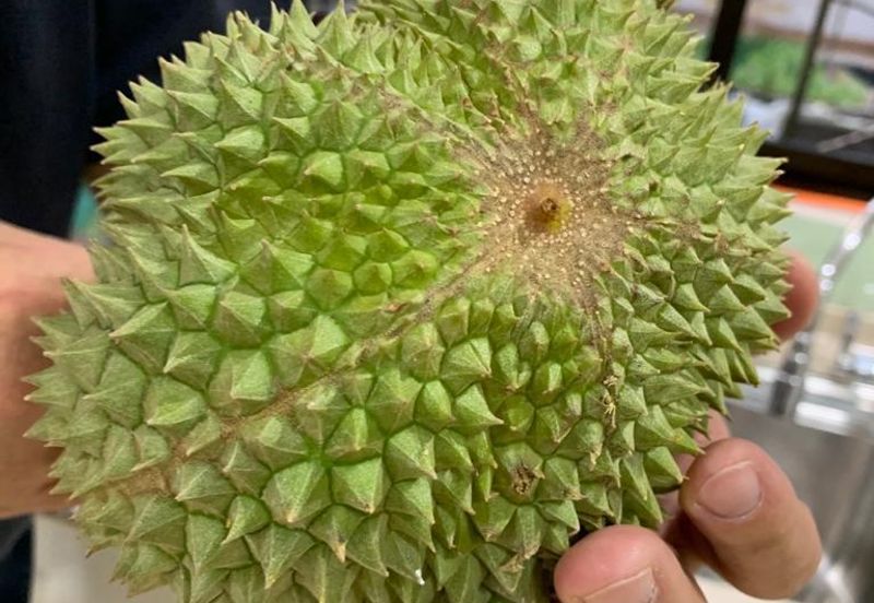 Durian Orchard @ Tanjung Malim Perak
