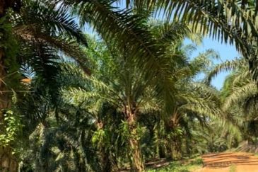 Palm Oil Estate @ Hulu Selangor 
