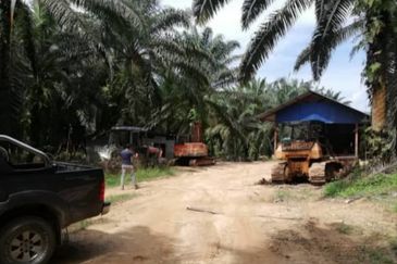 Palm Oil Estate @ Hulu Selangor 