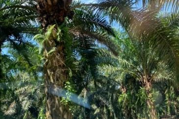 Palm Oil Estate @ Hulu Selangor 