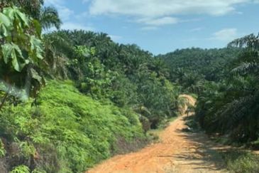 Palm Oil Estate @ Hulu Selangor 