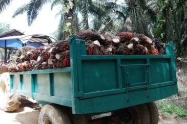 Palm Oil Estate @ Hulu Selangor 