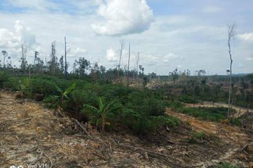 Plantation Land @ Pahang