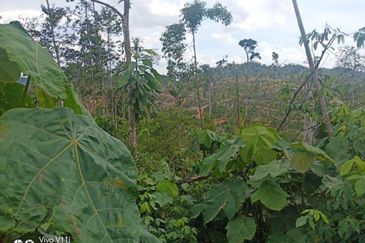 Plantation Land @ Pahang