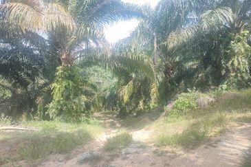 Oil Palm Estate @ Seremban 2, Negeri Sembilan