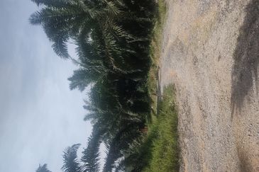 Oil Palm Estate @ Seremban 2, Negeri Sembilan