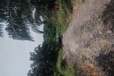 Oil Palm Estate @ Seremban 2, Negeri Sembilan