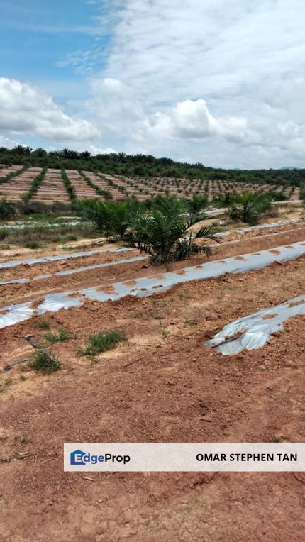 Very Cheap Oil Palm Plantation @ Rompin Pahang, Pahang, Rompin District