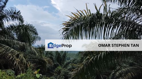 Oil Palm Land @ Rasa, Hulu Selangor, Selangor, Rasa