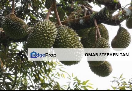 Durian Orchard @ Karak Highway, Pahang, Pahang, Karak