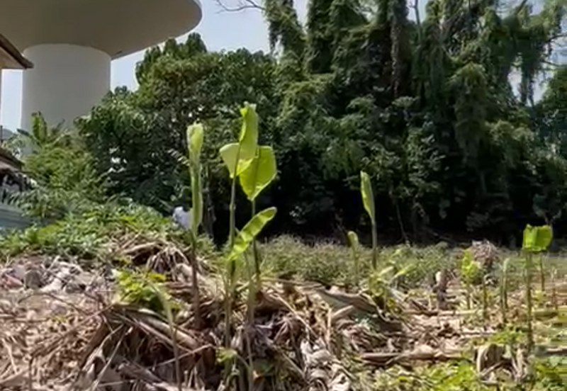 Taman Sri Hijau ( New Green Park )