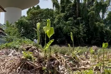 Taman Sri Hijau ( New Green Park )