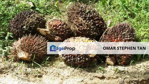 Cheap Freehold Oil Palm Land @ Kuala Pilah, Negeri Sembilan, Kuala Pilah