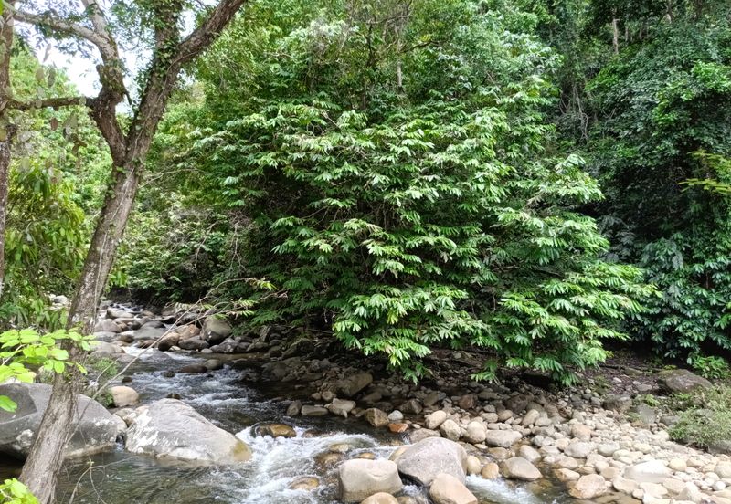 Stream Land @ Sungai Bil, Tanjung Malim, Perak 