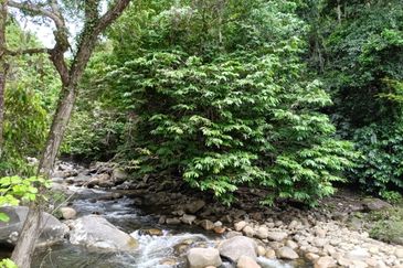 Stream Land @ Sungai Bil, Tanjung Malim, Perak 