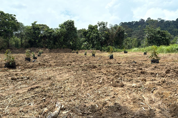Stream Land @ Diamond Creeks, Tanjung Malim, Perak 