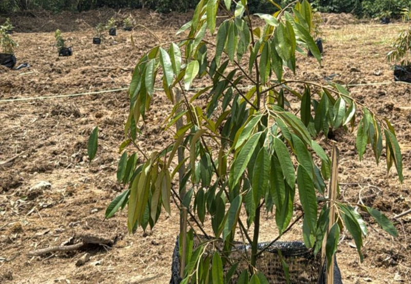 Stream Land @ Diamond Creeks, Tanjung Malim, Perak 