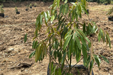 Stream Land @ Diamond Creeks, Tanjung Malim, Perak 