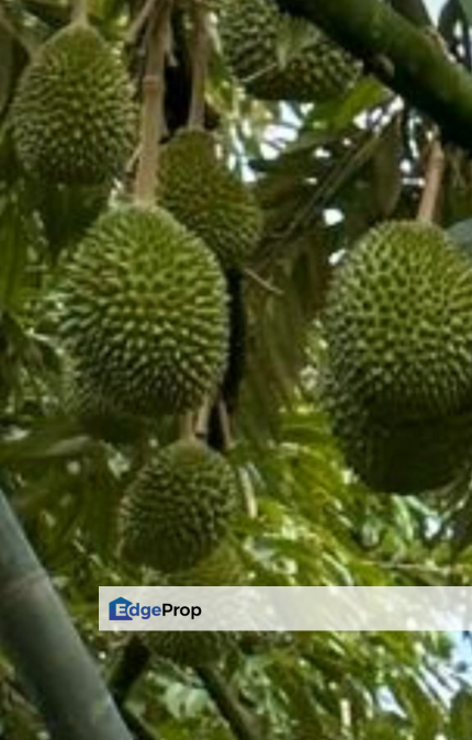Durian Plantation - Pelangai, Telemong, Bentong, Pahang, Pahang, Bentong