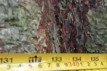 46,406 Acres West Kalimantan Barat, Melawi District, Indonesia 