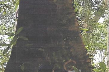 46,406 Acres West Kalimantan Barat, Melawi District, Indonesia 