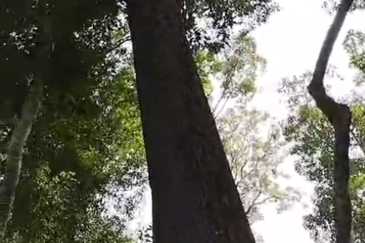 46,406 Acres West Kalimantan Barat, Melawi District, Indonesia 