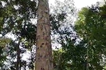 46,406 Acres West Kalimantan Barat, Melawi District, Indonesia 