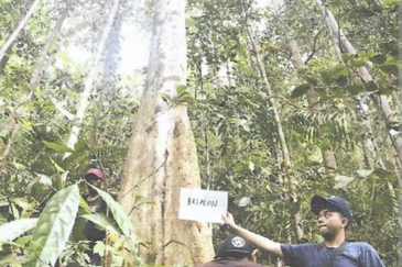 46,406 Acres West Kalimantan Barat, Melawi District, Indonesia 