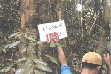 46,406 Acres West Kalimantan Barat, Melawi District, Indonesia 