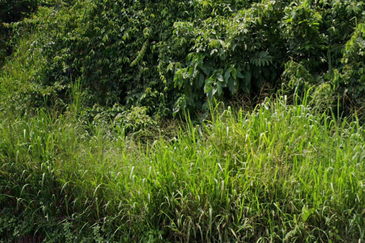 Kawasan Industri Gebeng