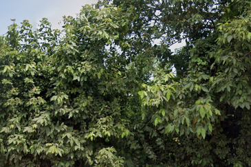 Kawasan Industri Gebeng